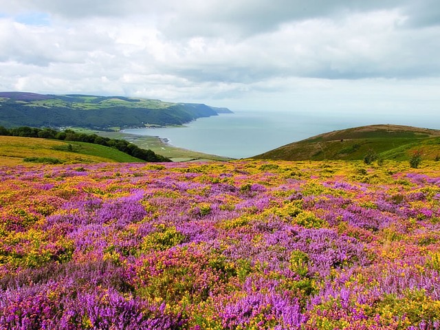red lion oakford, restuarant exmoor, accommodation exmoor, pub exmoor, bed breakfast exmoor